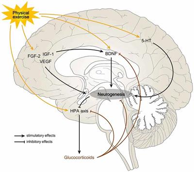 Adult Hippocampal Neurogenesis: Regulation and Possible Functional and Clinical Correlates